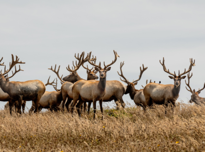 A group of deer with large antlers stands in a field of tall grass under a cloudy sky.