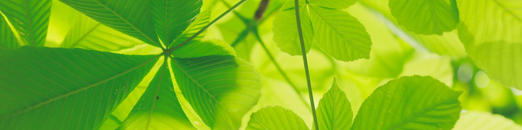 The image shows a close-up view of green leaves with distinct veins, bathed in sunlight. The leaves appear fresh and vibrant.