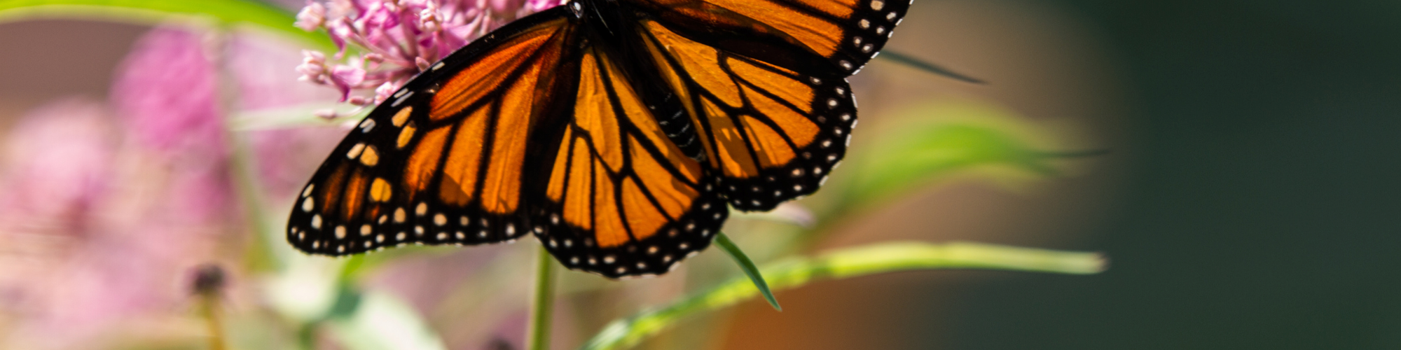 A vibrant orange and black butterfly is perched on a pink flower within lush green foliage, both in crisp focus against a blurred background.