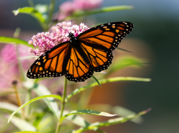 A monarch butterfly with orange and black wings rests on a pink flower, surrounded by green leaves and stems.